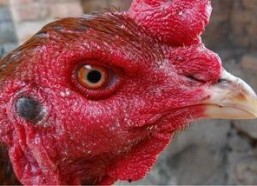 国产老鸡露脸视频,揭秘神秘幕后故事